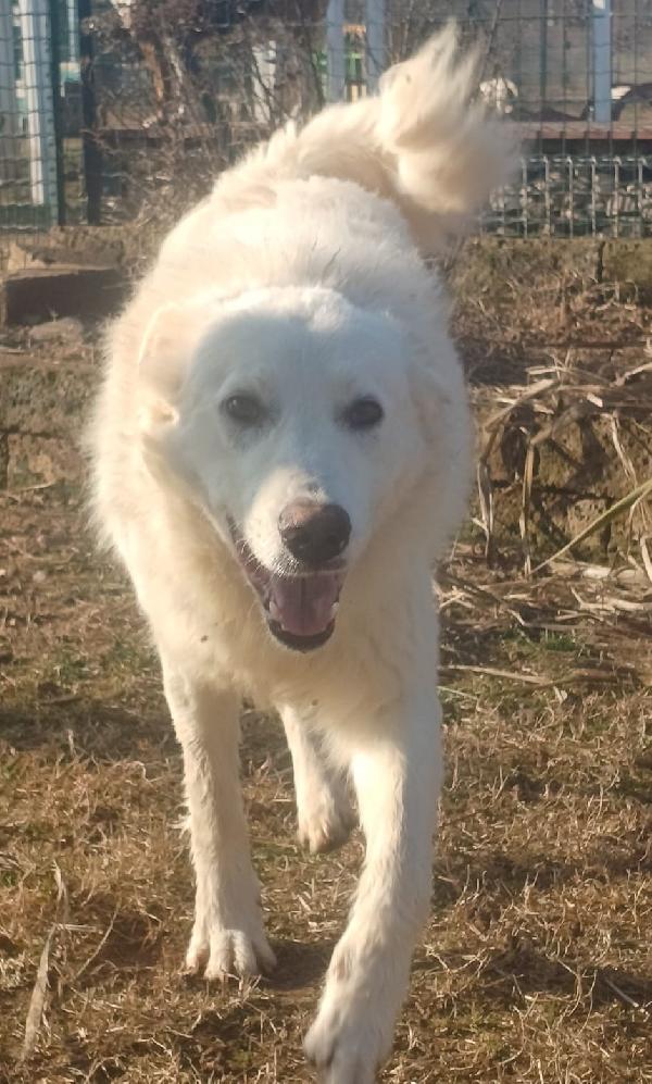 SNIPPER carattere da pastore maremmano (settembre ‘22) Foto 2